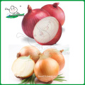 sell 2014 Onion/Red onion/Yellow onion